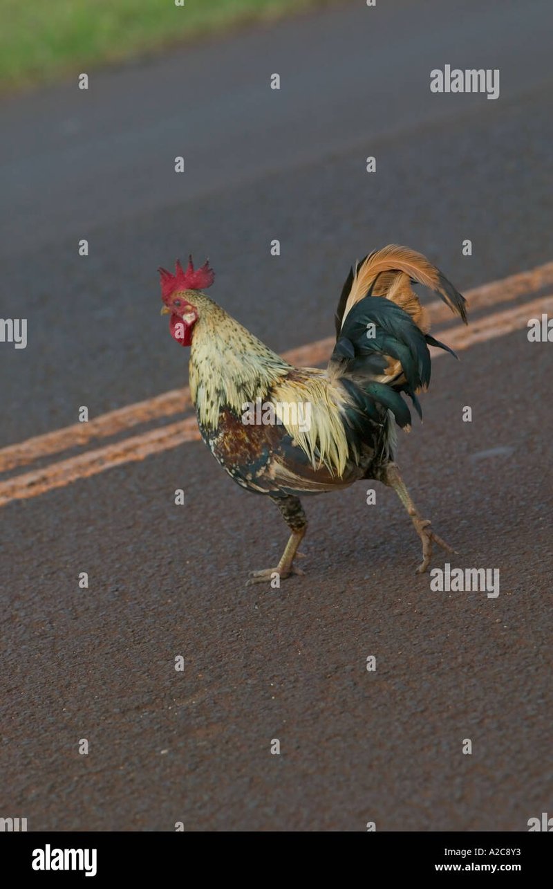 Descubre los Secretos detrás del Juego del Pueblo: Chicken Road España Descubre los Secretos detrás del Juego del Pueblo: Chicken Road España